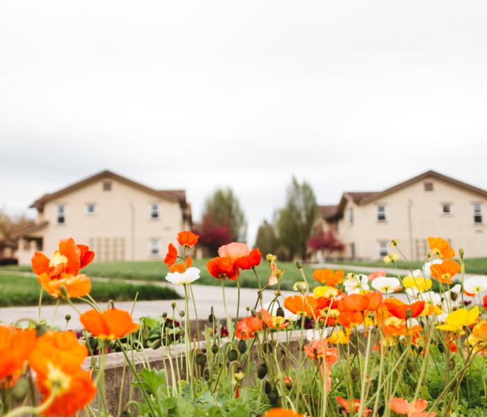 Flowers at Tuscany Village