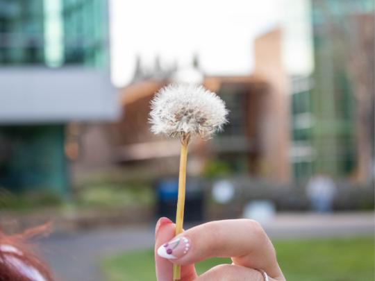 Dandelion plant 