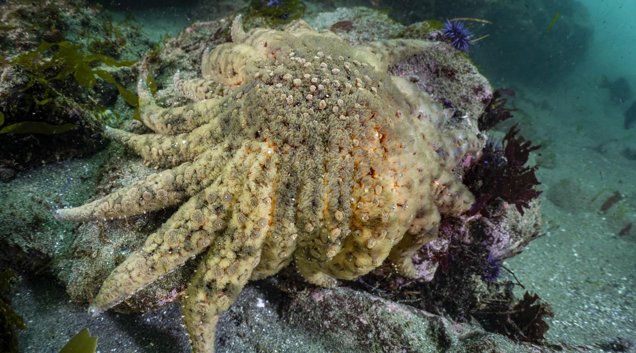Sunflower sea star (Pycnopodia helianthoides) population discovered along the Sonoma County coast after decade-plus absence